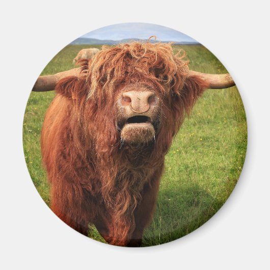 Scottish Highland Cattle - Scotland Magneet (Voorkant)