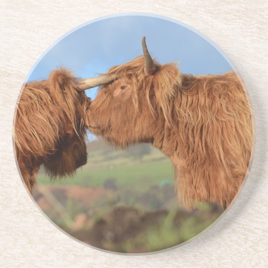 Scottish Highland Cattle Zandsteen Onderzetter (Voorkant)