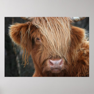 Scottish Highland Cow, Highlander, Schotland Poster