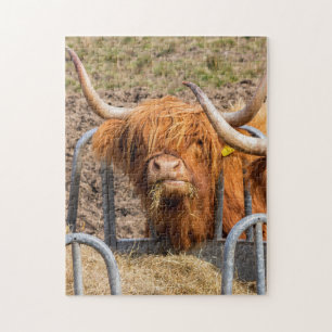 Scottish Highland cow Legpuzzel