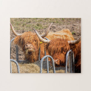 Scottish Highland cow Legpuzzel