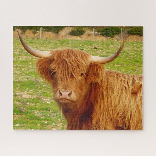 Scottish Highland Cow Legpuzzel (Horizontaal)