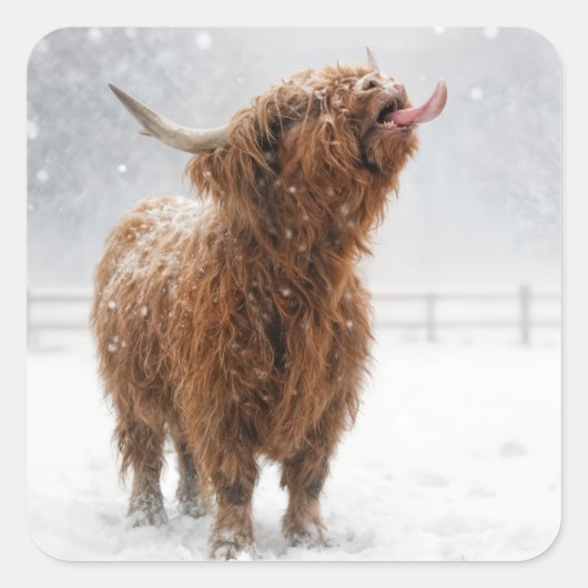 Scottish Highland Cow Licking Snowflakes Vierkante Sticker (Voorkant)