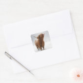 Scottish Highland Cow Licking Snowflakes Vierkante Sticker (Envelop)