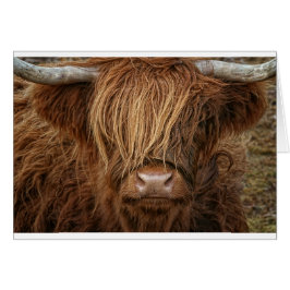 Scottish Highland Cow - Schotland