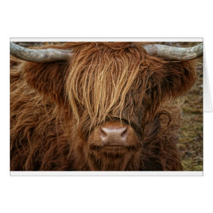Scottish Highland Cow - Schotland
