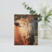 Scottish Highland Cow - Schotland Briefkaart (Staand voorkant)
