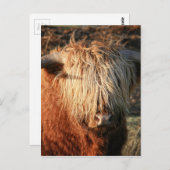 Scottish Highland Cow - Schotland Briefkaart (Voorkant / Achterkant)