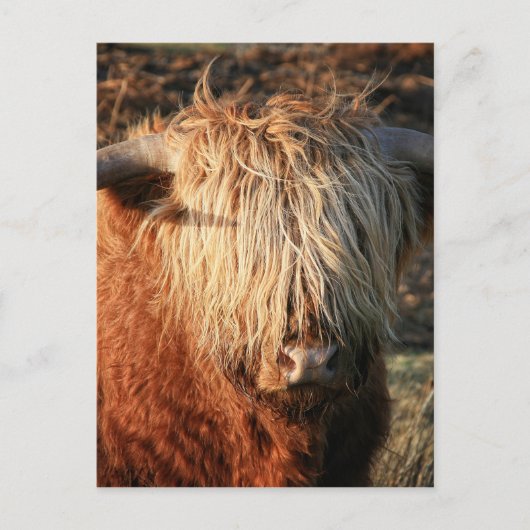 Scottish Highland Cow - Schotland Briefkaart (Voorkant)
