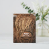 Scottish Highland Cow - Schotland Briefkaart (Staand voorkant)