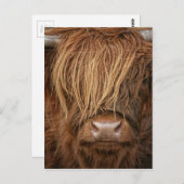 Scottish Highland Cow - Schotland Briefkaart (Voorkant / Achterkant)