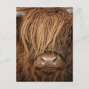 Scottish Highland Cow - Schotland Briefkaart