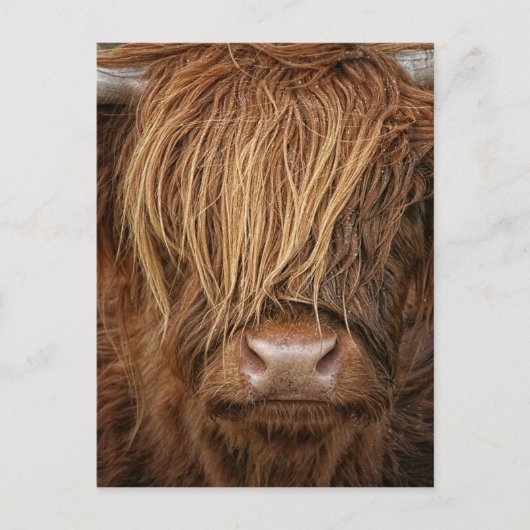 Scottish Highland Cow - Schotland Briefkaart (Voorkant)