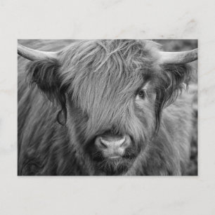 Scottish Highland Cow - Schotland Briefkaart