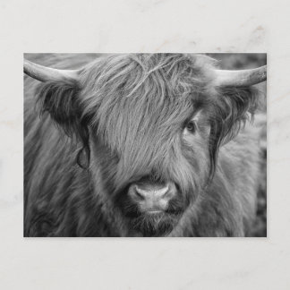 Scottish Highland Cow - Schotland Briefkaart