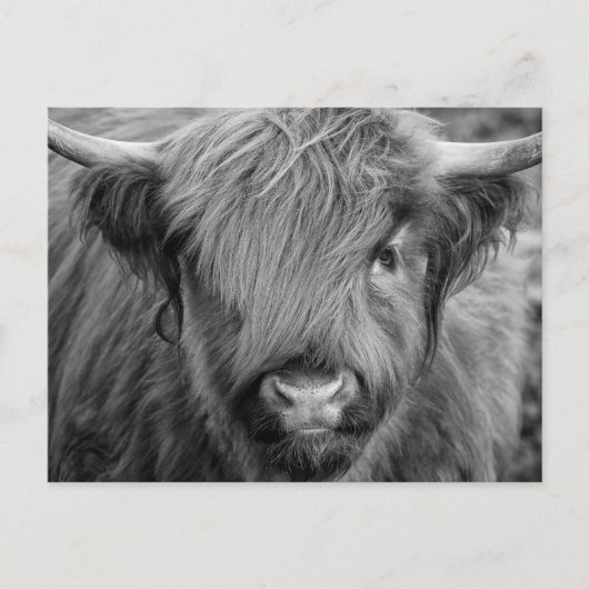 Scottish Highland Cow - Schotland Briefkaart (Voorkant)