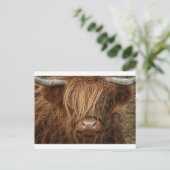 Scottish Highland Cow - Schotland Briefkaart (Staand voorkant)
