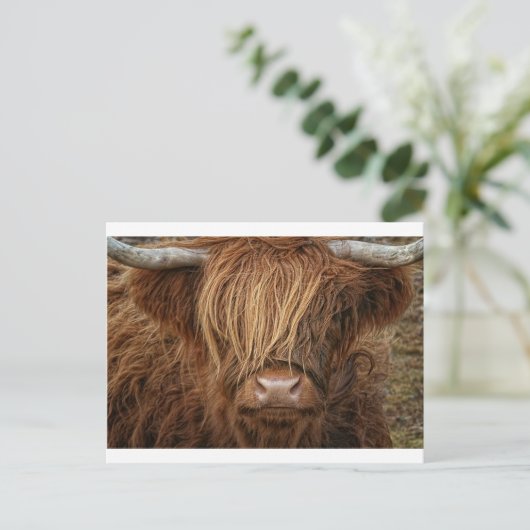 Scottish Highland Cow - Schotland Briefkaart (Staand voorkant)