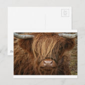 Scottish Highland Cow - Schotland Briefkaart (Voorkant / Achterkant)