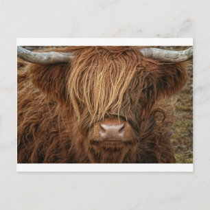Scottish Highland Cow - Schotland Briefkaart