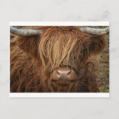Scottish Highland Cow - Schotland Briefkaart (Voorkant)