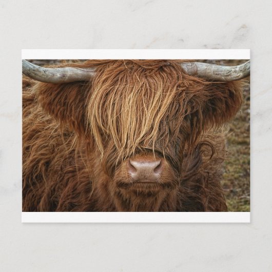 Scottish Highland Cow - Schotland Briefkaart (Voorkant)
