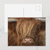 Scottish Highland Cow - Schotland Briefkaart (Voorkant / Achterkant)