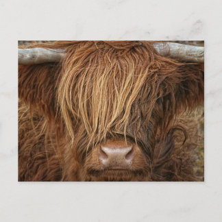 Scottish Highland Cow - Schotland Briefkaart
