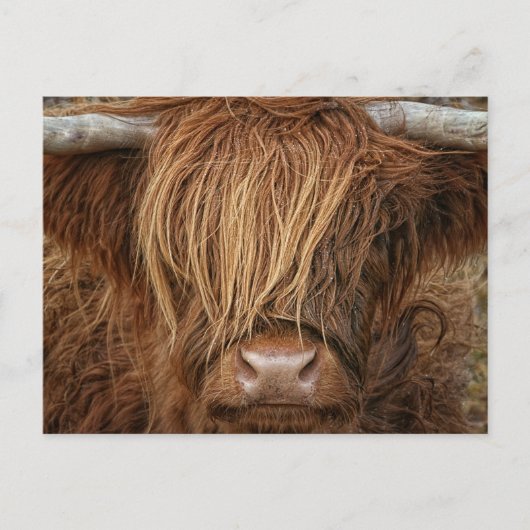 Scottish Highland Cow - Schotland Briefkaart (Voorkant)