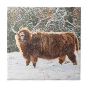 Scottish Highland cow Tegeltje
