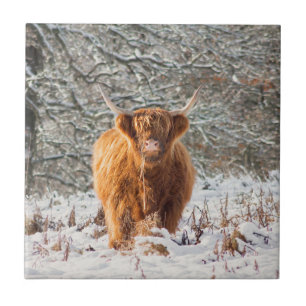 Scottish Highland cow Tegeltje