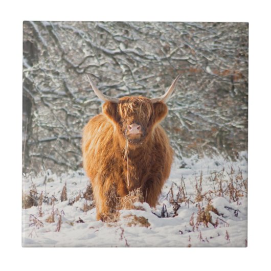 Scottish Highland cow Tegeltje (Voorkant)
