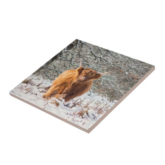 Scottish Highland cow Tegeltje (Zijkant)