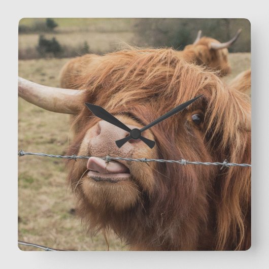 Scottish Highland cow Tile Vierkante Klok (Voorkant)
