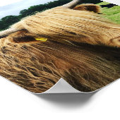Scottish Highland Koe Art Foto Print (Hoek)