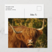 Scottish Highland Koe Briefkaart (Voorkant / Achterkant)