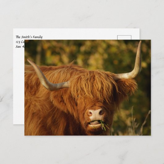 Scottish Highland Koe Briefkaart (Voorkant / Achterkant)