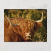 Scottish Highland Koe Briefkaart (Voorkant)