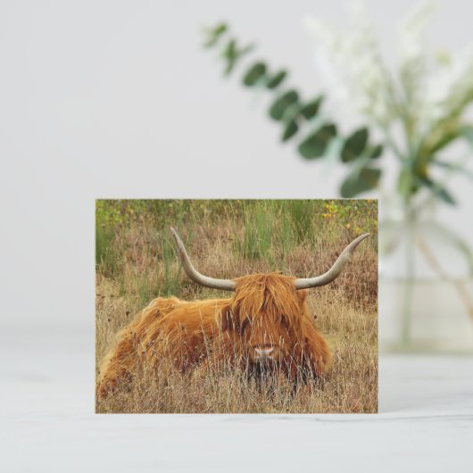 Scottish Highland Koe Briefkaart (Staand voorkant)