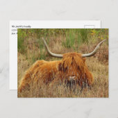 Scottish Highland Koe Briefkaart (Voorkant / Achterkant)