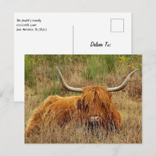 Scottish Highland Koe Briefkaart