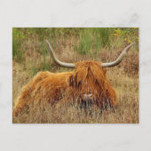 Scottish Highland Koe Briefkaart (Voorkant)