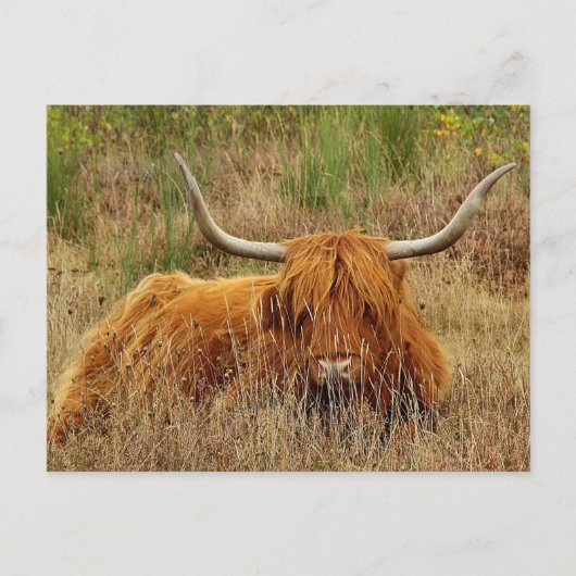 Scottish Highland Koe Briefkaart (Voorkant)