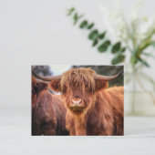 Scottish Highland Koe Briefkaart (Staand voorkant)