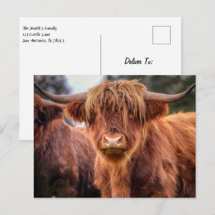 Scottish Highland Koe Briefkaart