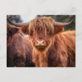 Scottish Highland Koe Briefkaart (Voorkant)