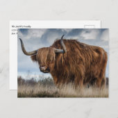 Scottish Highland Koe Briefkaart (Voorkant / Achterkant)