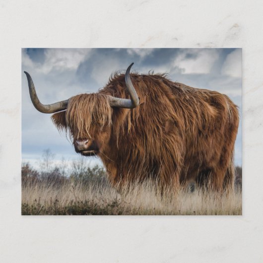 Scottish Highland Koe Briefkaart (Voorkant)