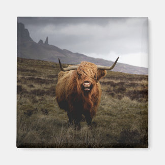 Scottish Highland Koe Fridge Magnet