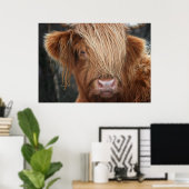Scottish Highland Koe, Highlander, Schotland Poster (Thuiskantoor)